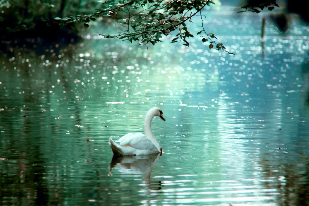 Schwan auf dem grünlich schimmernden Wasser der Traun