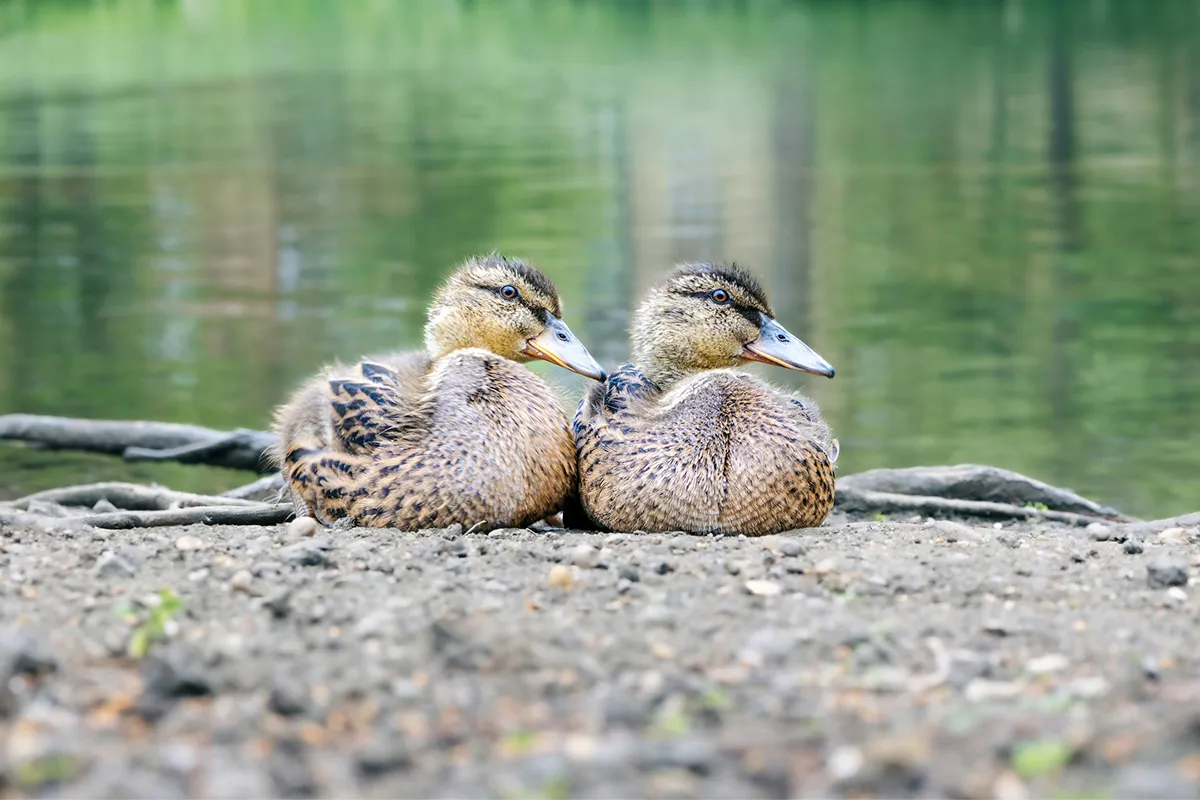 Two young mallard ducks resting by the Traun riverbank