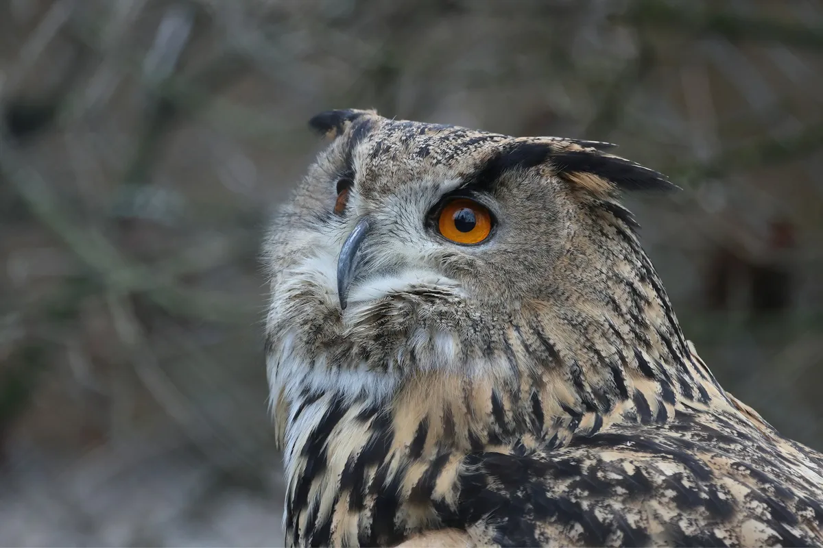Uhu in der Abenddämmerung an der Traun