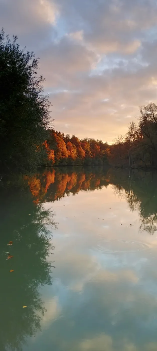 Herbstlicher Buchenwald am Ufer der Traun