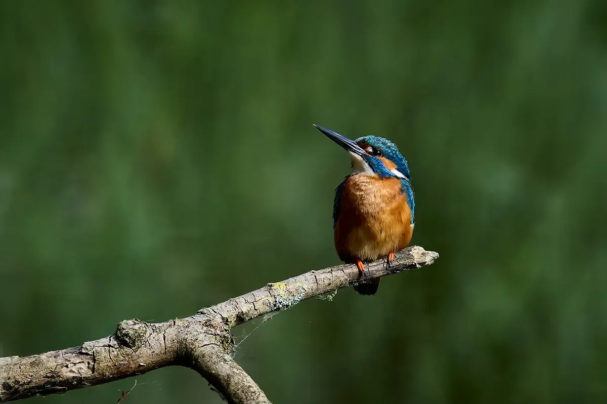 Eisvogel sitzt auf einem Ast über der Traun im Natura 2000 Schutzgebiet