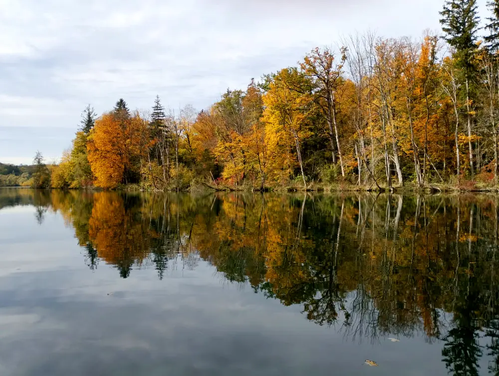 Herbstlicher Auwald in Gelb und Orange spiegelt sich im ruhigen Wasser der Traun
